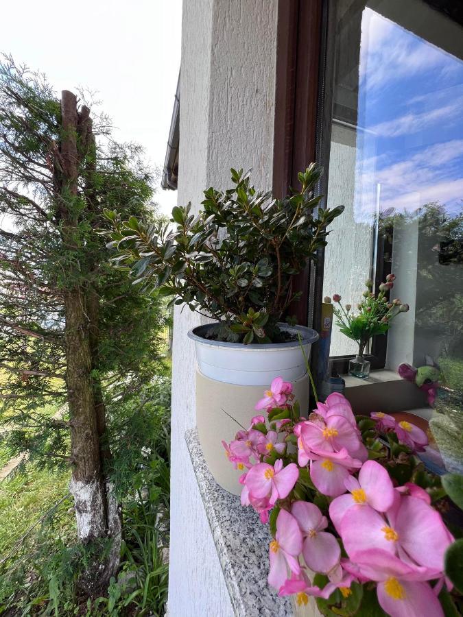 Casa Helen Insurance&Tourism ξενώνας Galócaş Εξωτερικό φωτογραφία